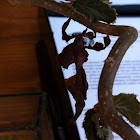 Ghost Mantis