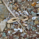 Crab claws, feather, and shells.