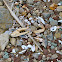 Crab claws, feather, and shells.