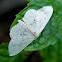 Geometrid Moth