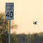 Killdeer