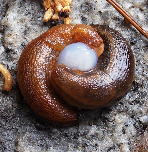 Slug (reproduction) Project Noah