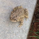 Toad
