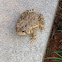 Toad
