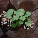 Merten's Saxifrage