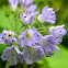 Appendaged Waterleaf