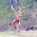 Barasingha