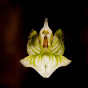 Shadow-witch orchid