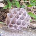 Wasp