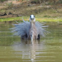 Great Blue Heron