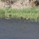 Blue-winged Teal