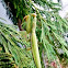 Praying Mantis