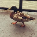 Mallard