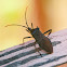 Acanthocephala sp.