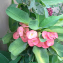 Christ Plant