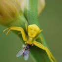 Goldenrod Crab Spider