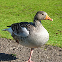 Greylag Goose / Graugans