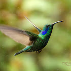 Green violet ear