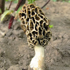 Yellow Morel