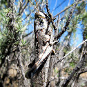 Gray Bird Grasshopper