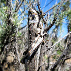 Gray Bird Grasshopper
