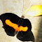 orange-banded shoemaker butterfly