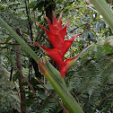 Red Palulu