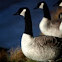 Canadian Geese