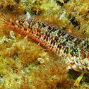 Lizardfish