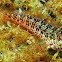 Lizardfish