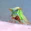 Buffalo Treehopper