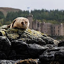 Phoca