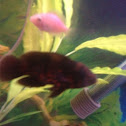 Oscar