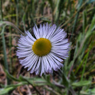Robin's Plantain