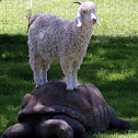 Sheep & Tortoise