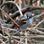 House Sparrow