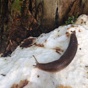 Slug