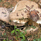 Parasol mushroom