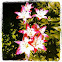 Stargazer Lily