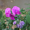 Sweet Pea