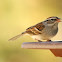 Chipping Sparrow