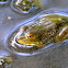 Bullfrog