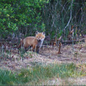 Red Fox