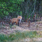 Red Fox