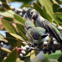 Anna's Hummingbird