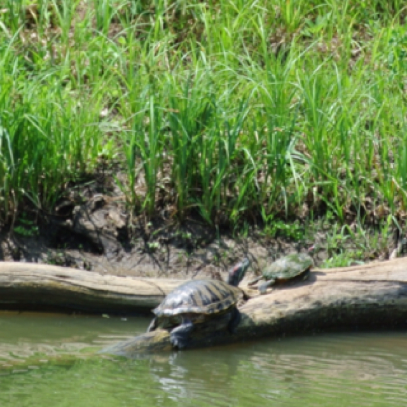 Red-eared Slider Turtles