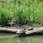 Red-eared Slider Turtles