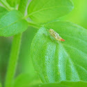 Cicadellidae, Leafhopper nymph.