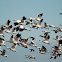 Snow Geese