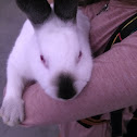 Domestic rabbit